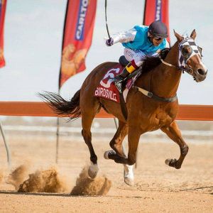 jockey7.jpg
